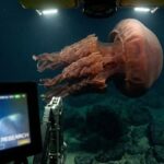 Giant Phantom Jellyfish