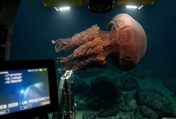 Giant Phantom Jellyfish